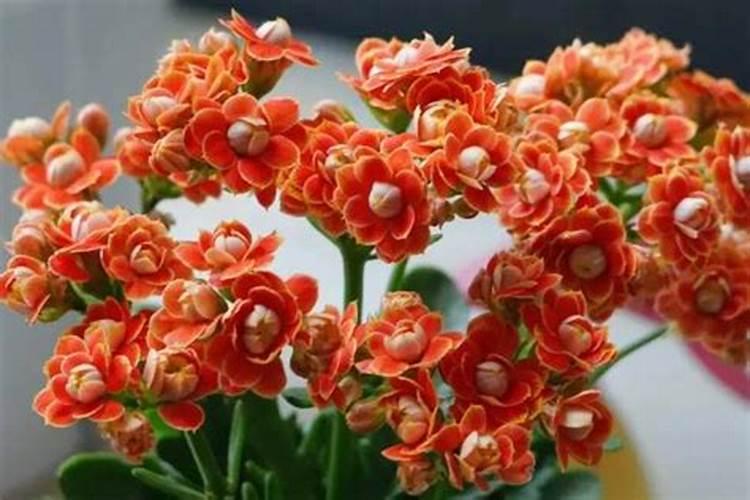 长寿花缺光怎么办，长寿花对光照有什么要求？