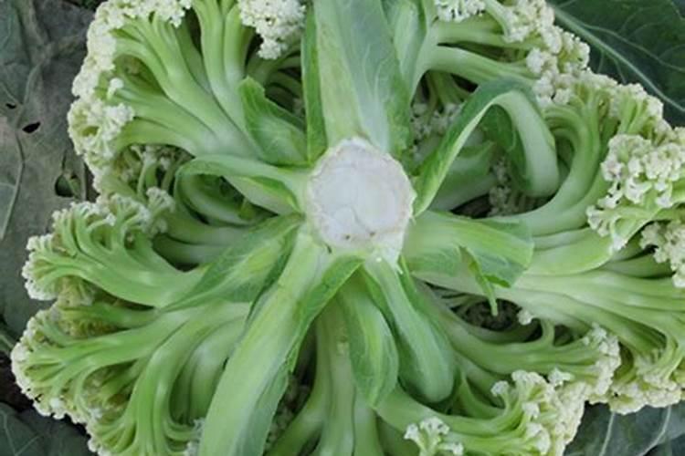 青梗松花菜一般什么时间种？附种植技术要点