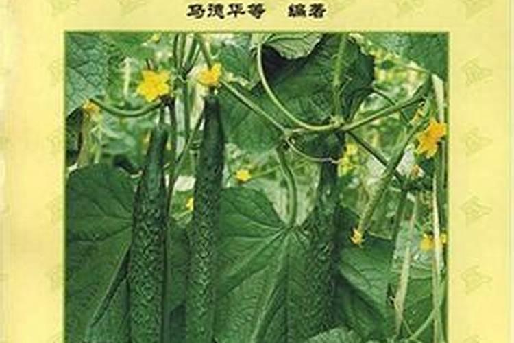 富民黄瓜高产栽培技术方案