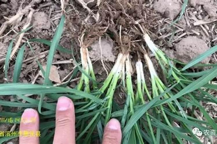 小麦苗期病虫草害防治的几种药剂推荐？