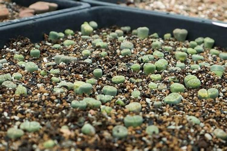 生石花的病虫害怎么防治？生石花的病虫害防治方法