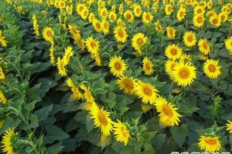 向日葵空籽的原因是什么，为什么向日葵不结籽？