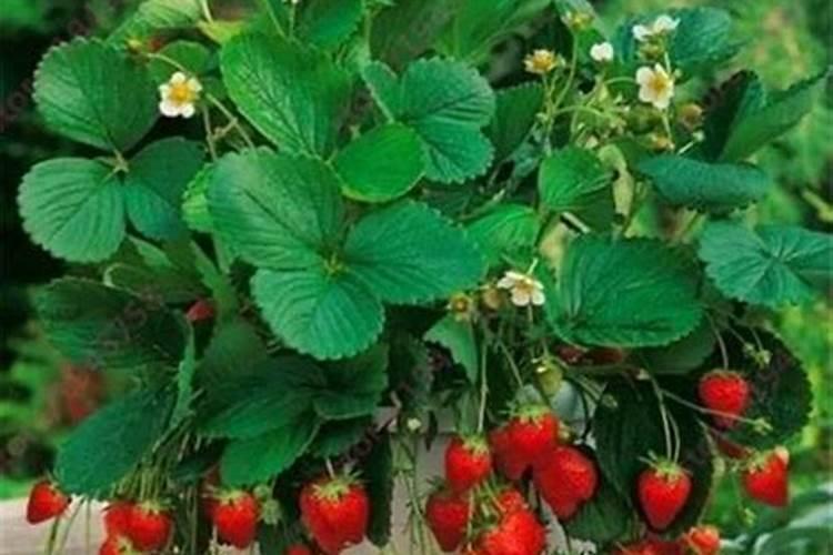 家庭阳台上的甜蜜事业：草莓种植全攻略及注意事项