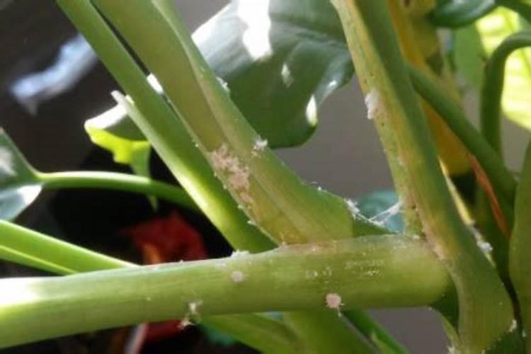 多菌灵可以去除小虫子吗？
