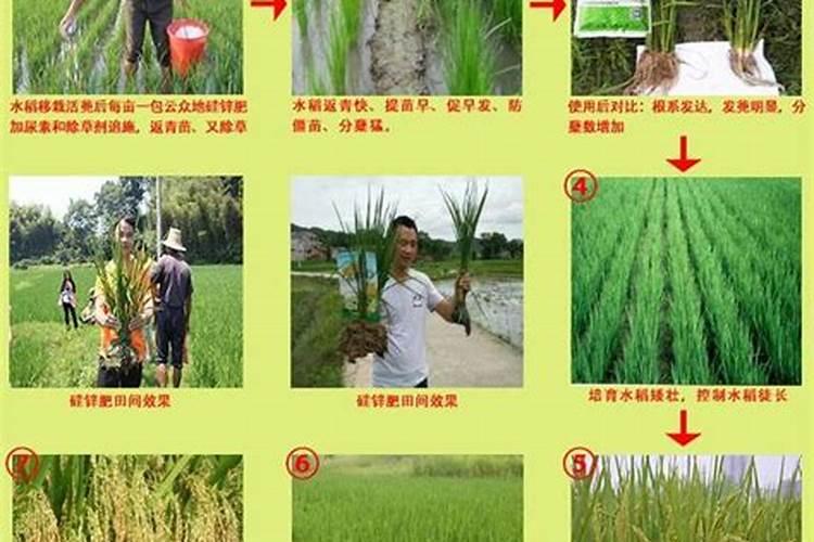 硅肥做叶面肥使用注意事项有哪些？