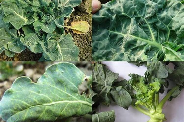 青花菜缺素症怎么解决？