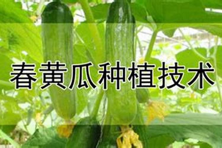 春黄瓜的栽培技术
