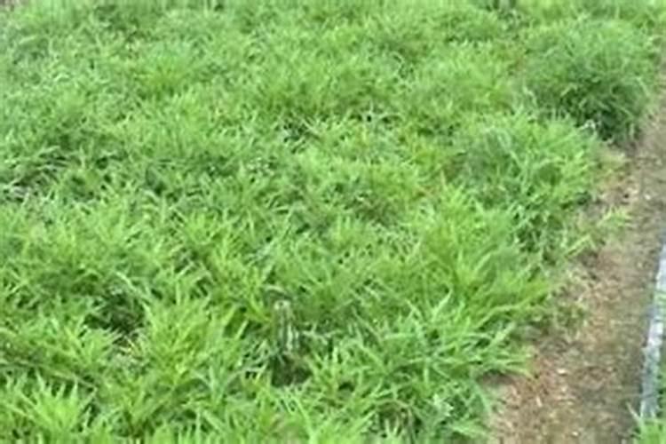 掌握时机与技术：土豆播种的黄金法则