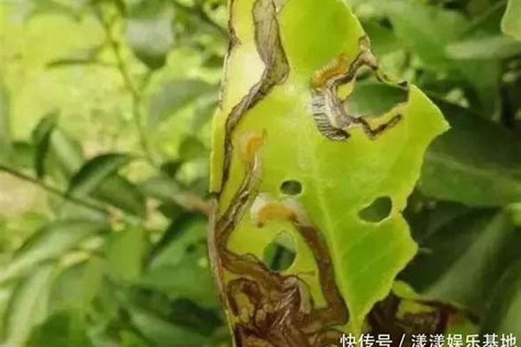 柑橘护卫：高效农药防治卷叶蛾技术解析