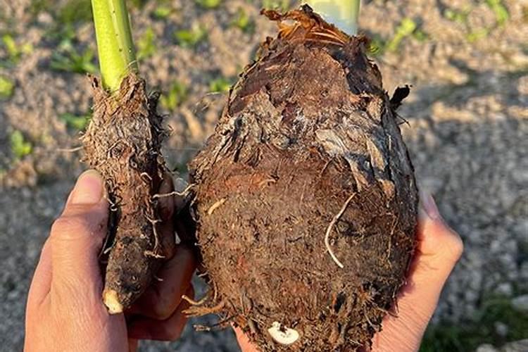 大芋头高效种植秘籍：提升产量的关键点