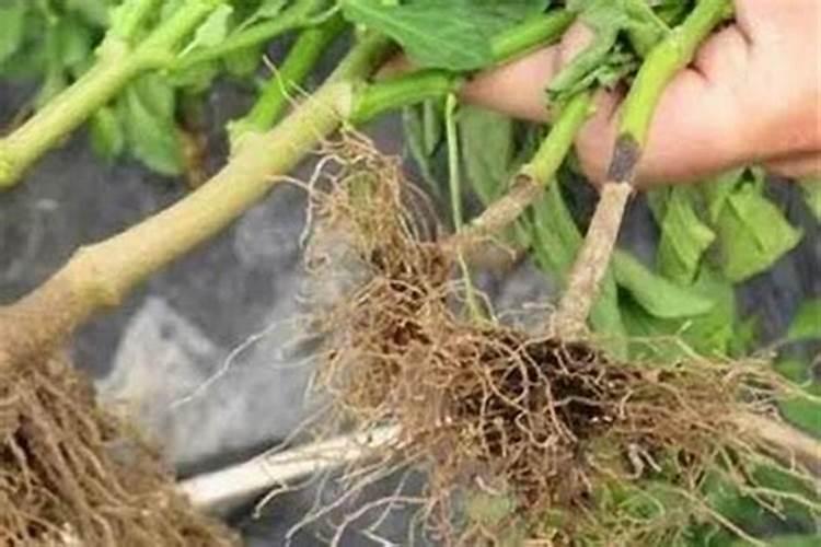 战胜大豆根腐病：有效预防策略与药剂选择指南