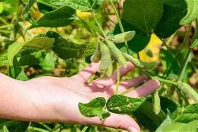 大豆荚而不实的原因