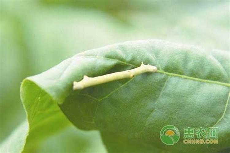 大造桥虫及其防治方法？
