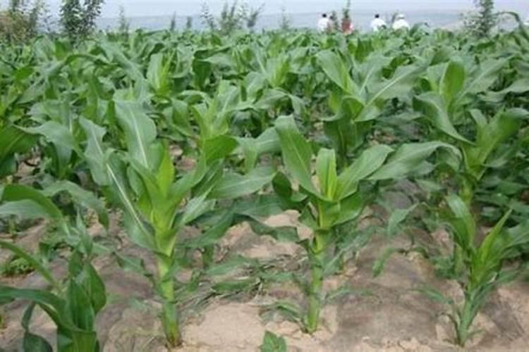 玉米怎样种植，玉米大喇叭口期需要重施肥？