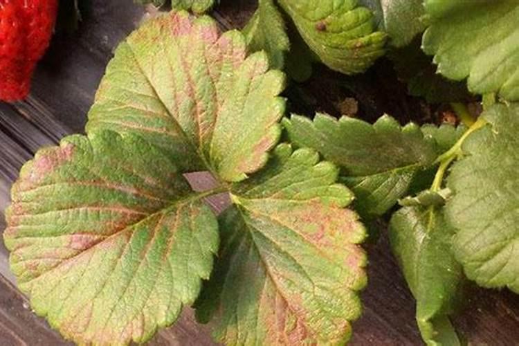 草莓缺素咋办？草莓缺素症的预防措施