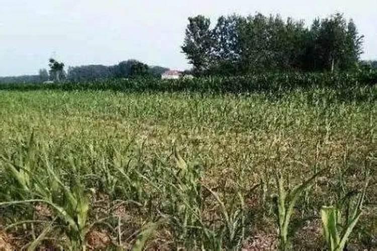 旱田改水田：除草剂残留药害的隐忧