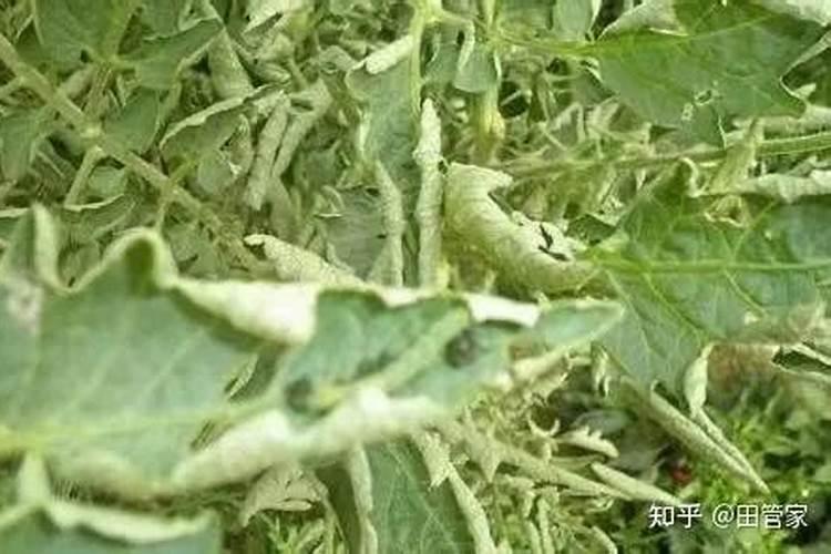 温室西红柿卷叶是什么原因？