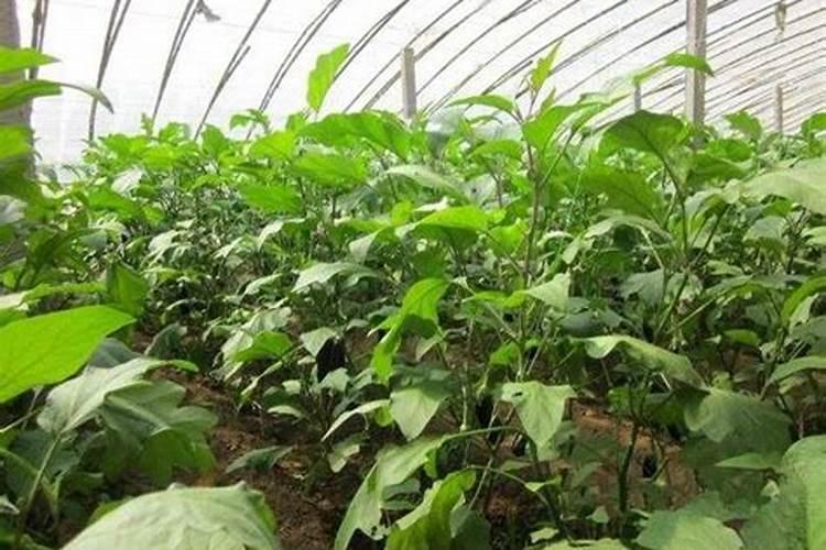 绿意盎然：掌握棚室蔬菜施肥的关键步骤