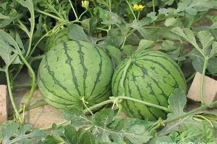 夏季西瓜种植技术要点：基肥要施足，品质有保障