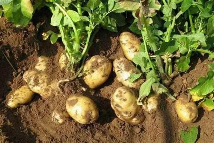 土豆青头质量变差，怎样预防种植的土豆出现青头？