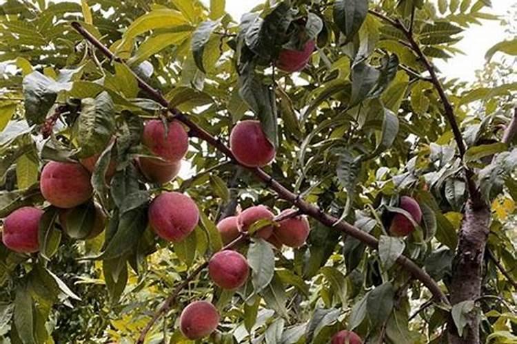 桃树种植的营养秘诀：合适的肥料是关键
