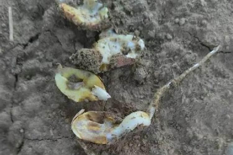守护绿色希望：烂种烂芽的防治之道