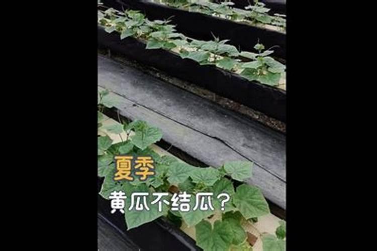 黄瓜苗期管理注意