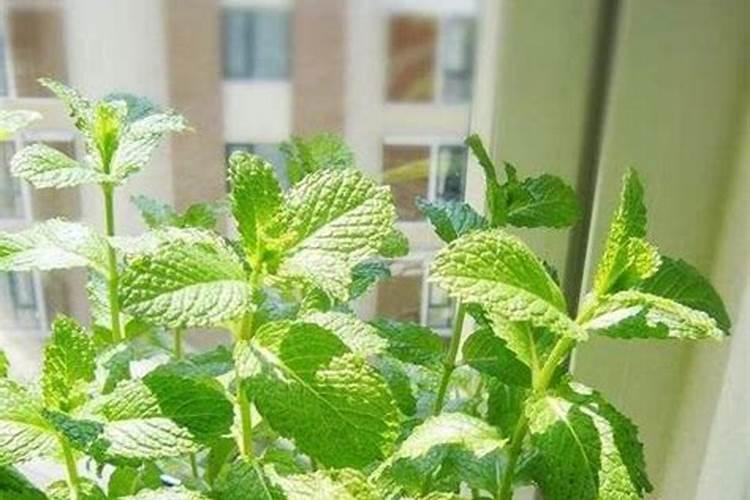 薄荷种植与管理：掌握这些技巧，轻松拥有一片清新绿意