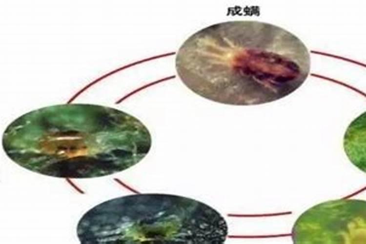 柑橘锈蜘蛛防治全攻略：守护您的果园