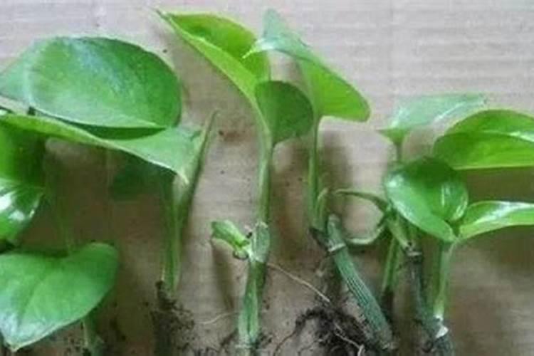 生根肥可以浇花吗怎么浇？