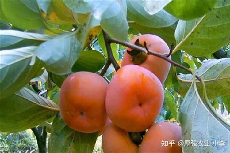 柿子树什么时候需要施肥？
