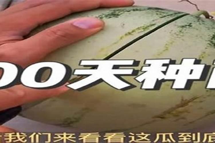 西瓜种子种皮从种子嘴开口的原因何在？