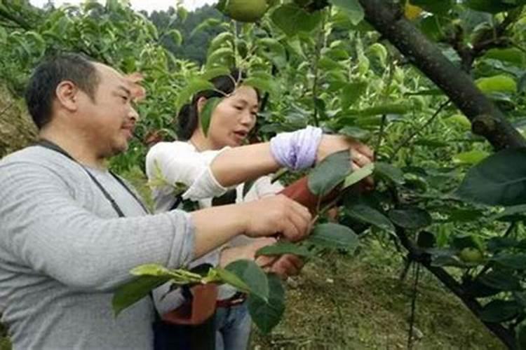 南方早熟梨春季预防梨瘿蚊，怎样用药剂防治？