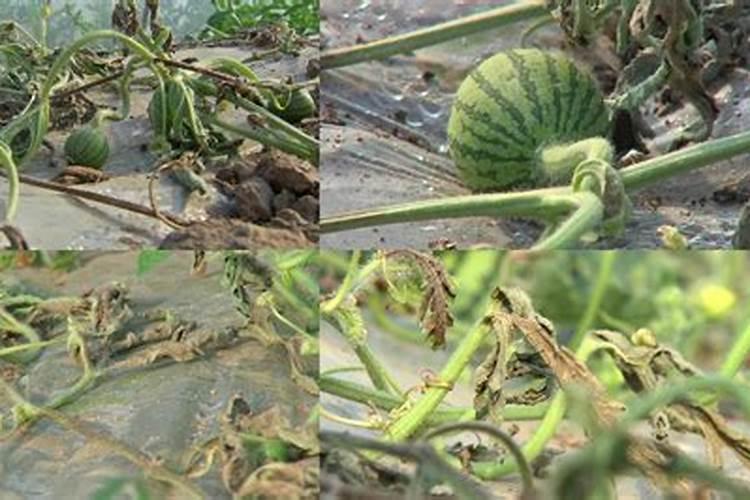 大棚西瓜如何让巧防重茬危害？