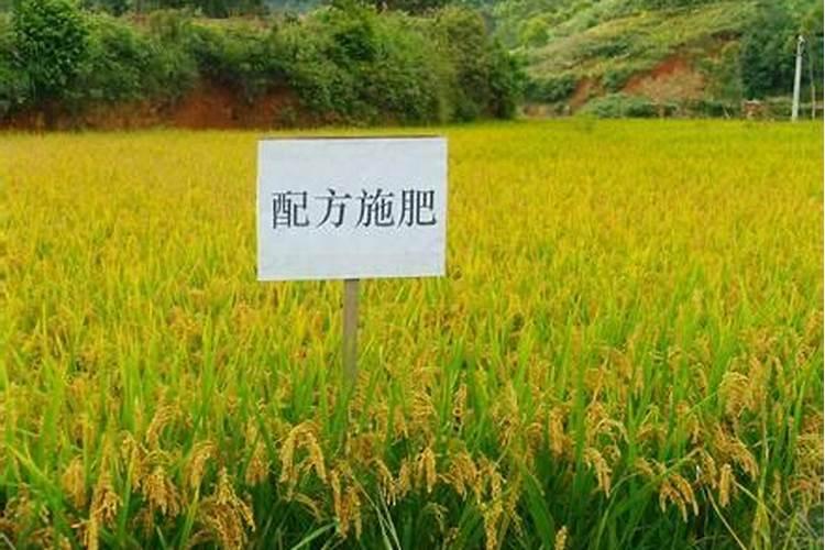 科学施肥，丰收之本：配方肥施用中的注意事项