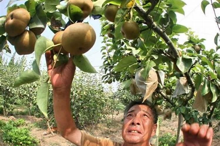 果树在果实膨大期施入钾肥过量有危害吗？