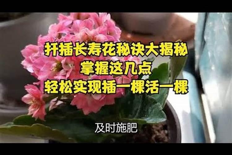 揭秘长寿花的扦插秘籍：轻松掌握，绿意盎然
