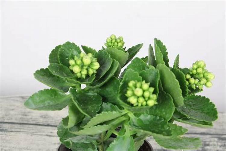 长寿花扦插4种方法是什么？