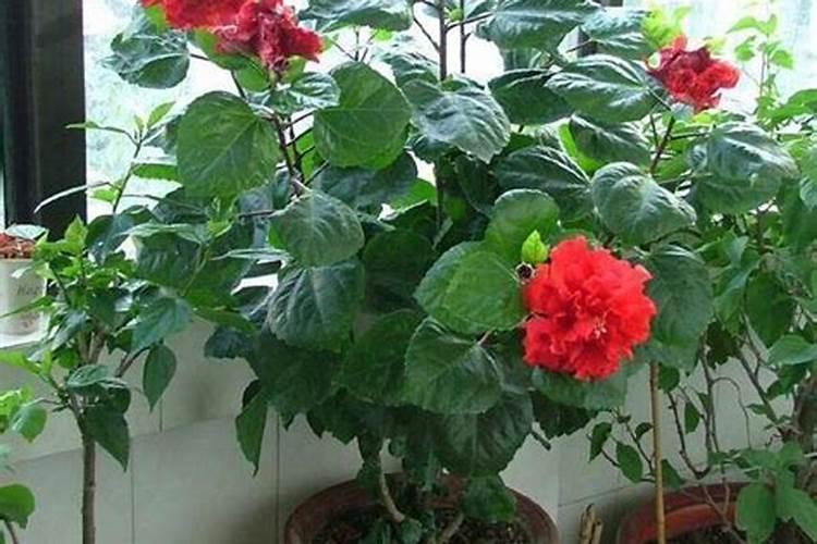 盆栽扶桑花的养殖方法，扶桑花叶子发黄怎么办？