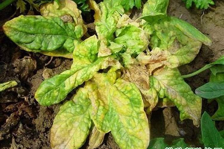 菠菜矮花叶病的发病因素探究