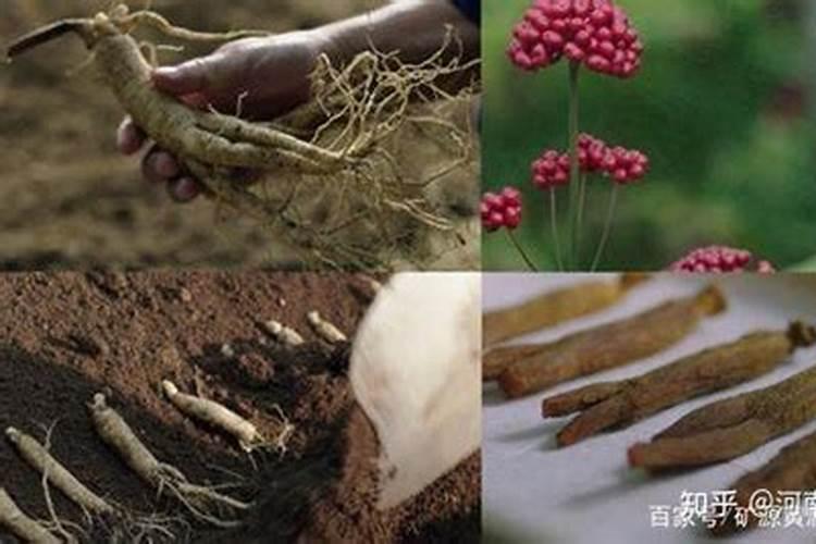 药材膨大快,须根多,质地坚实,选择什么肥料比较好