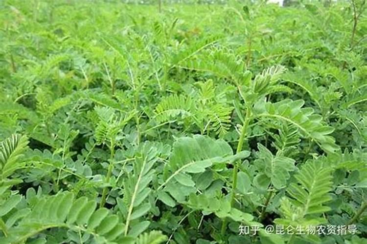 种植中药材施什么肥料好