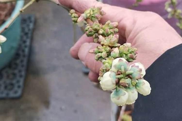 开花结果期不坐果