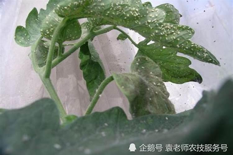 防治温室白粉虱