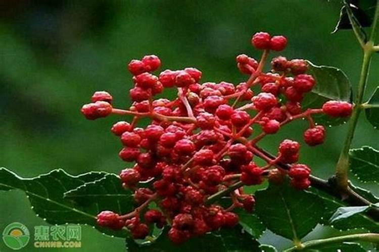 驱散花椒园的阴影：膏药病防治全攻略
