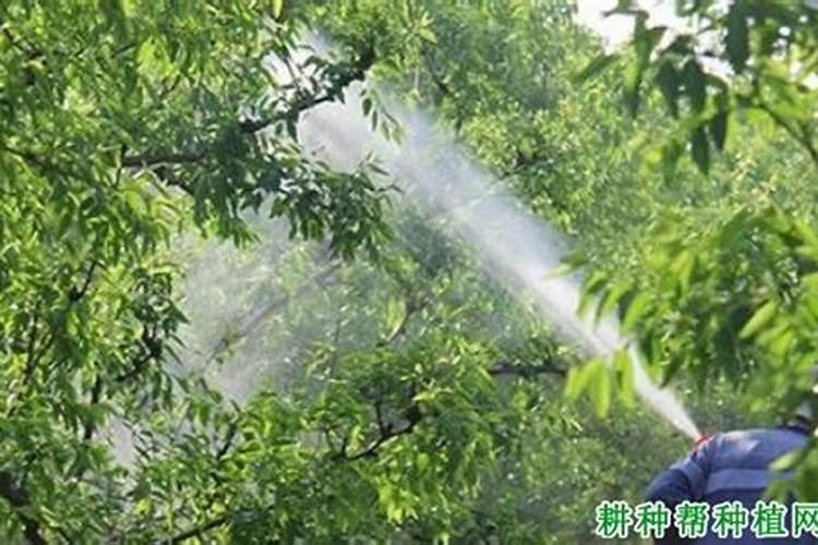 在雨季时,农药的喷施原则是什么？