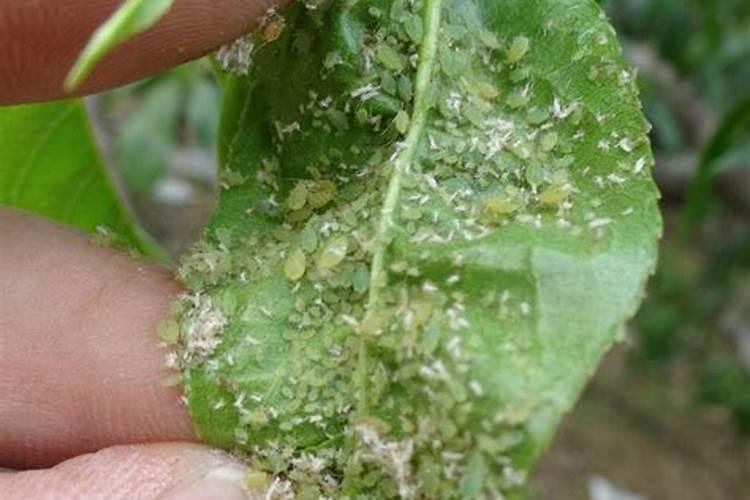 守护果园的绿色防线：果树蚜虫树干包药法防治全解析