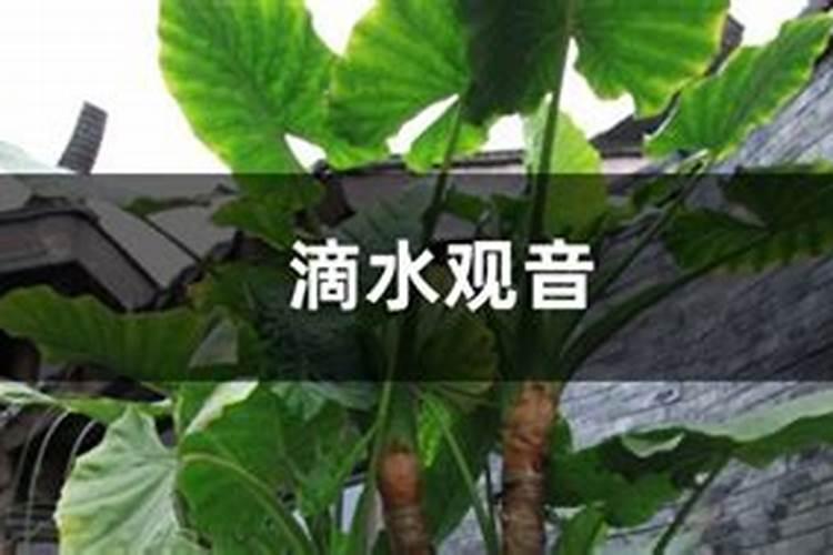 滴水观音中毒怎么办？应急措施很重要!