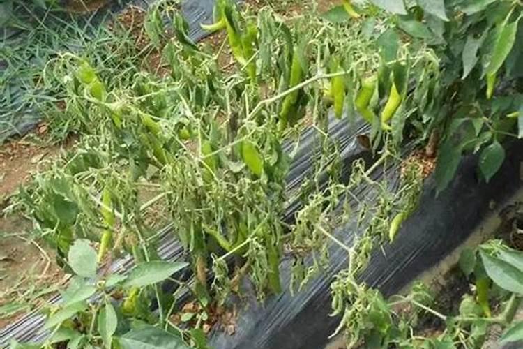 辣椒根茎部病害的识别与防治