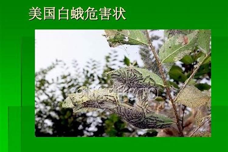 园林植物药害防治的措施